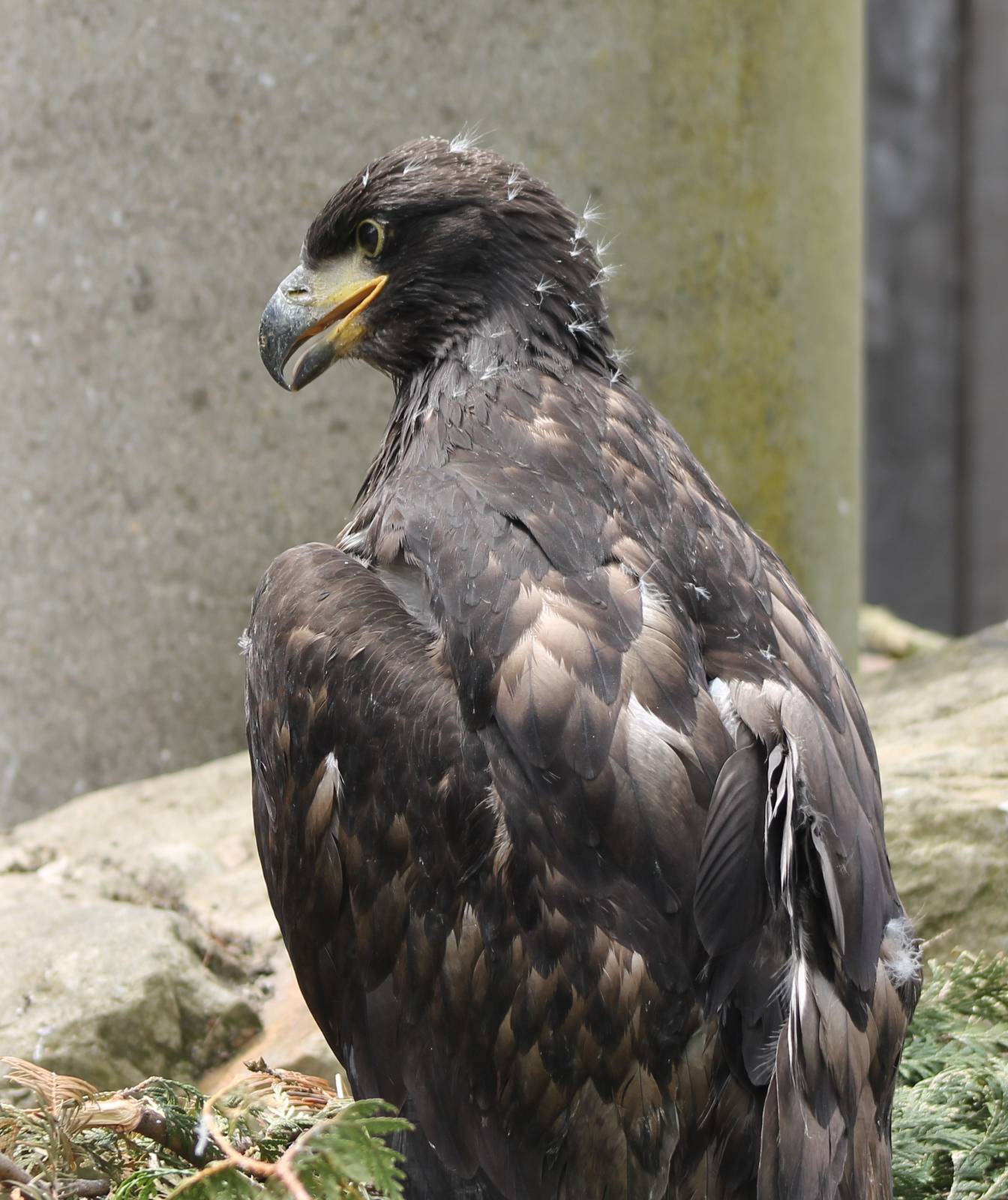White-tailed sea-eagle young