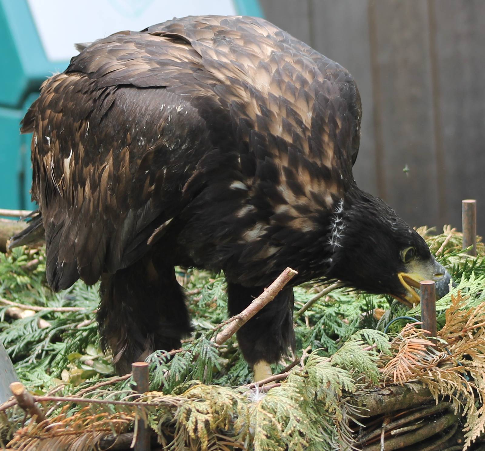 White-tailed sea-eagle young