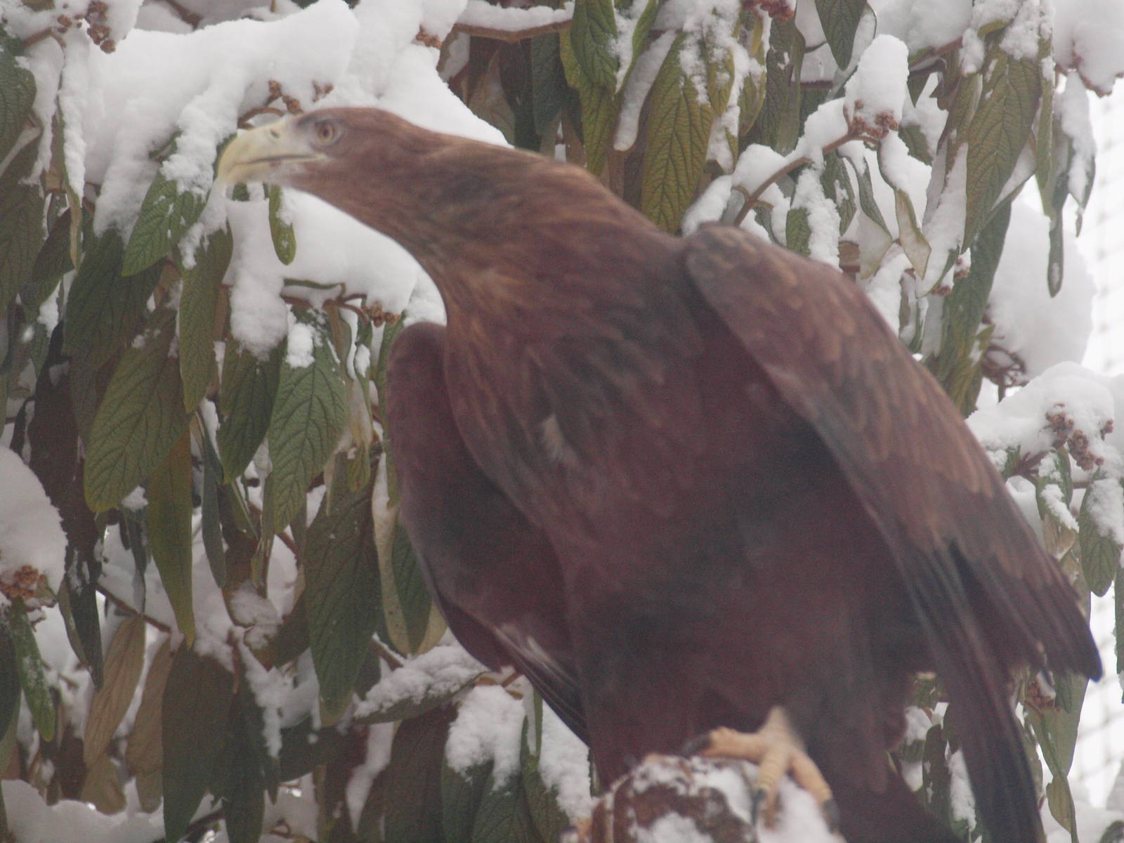white tailed sea eagle
