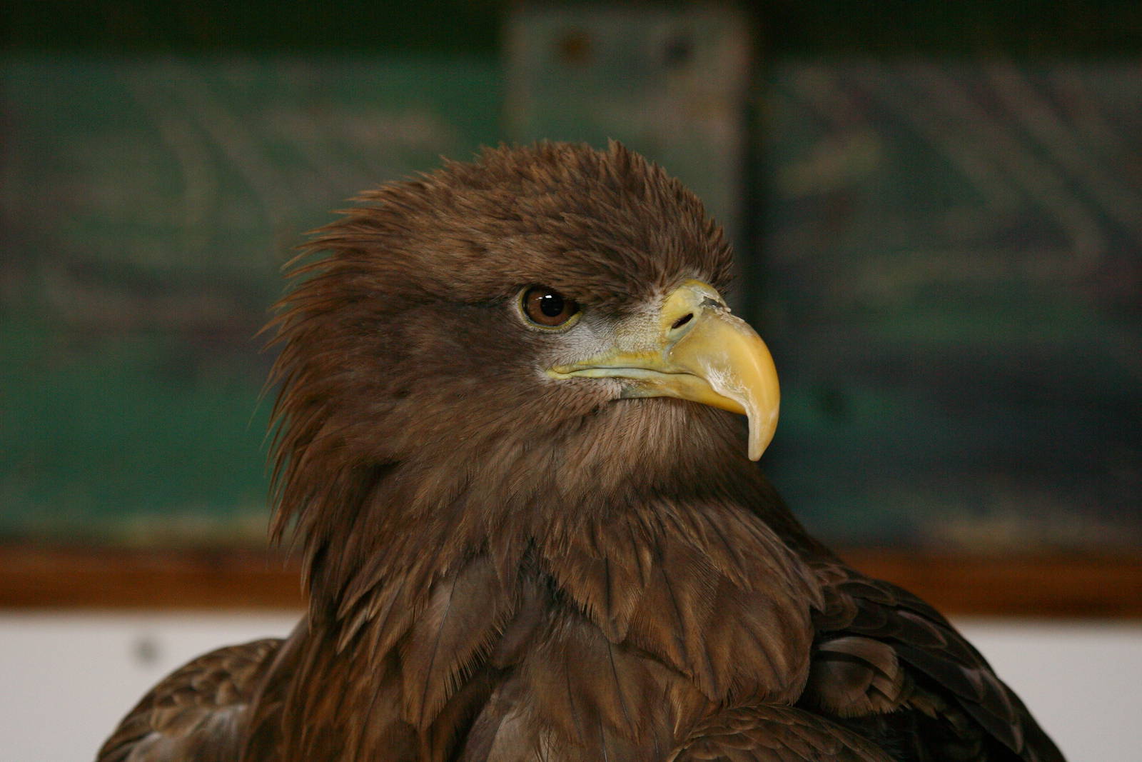 White Tailed Sea Eagle
