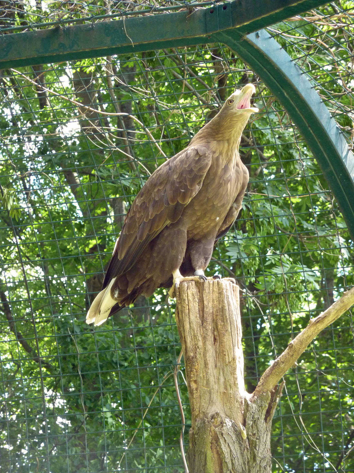White-tailed sea eagle