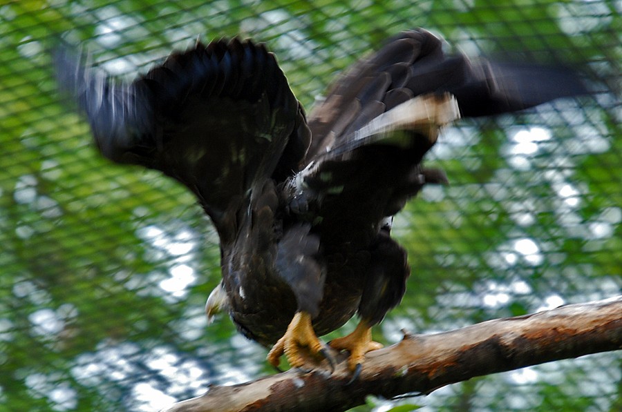 White-tailed Sea Eagle
