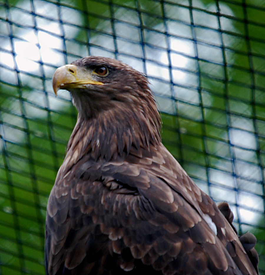 White-tailed Sea Eagle