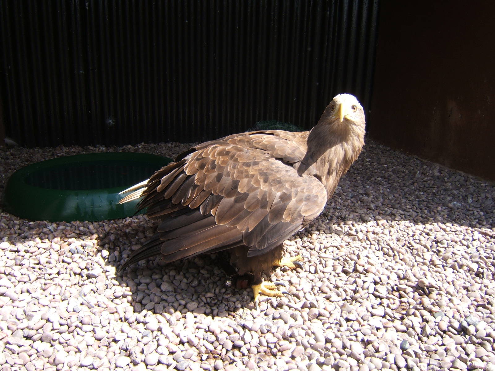 White-tailed Sea Eagle