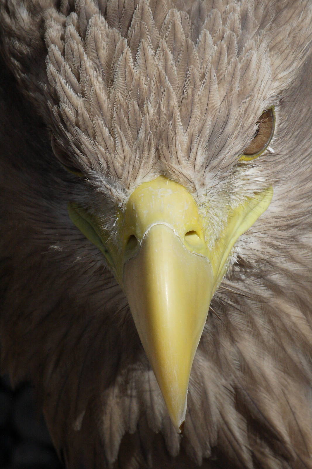 White-tailed sea eagle