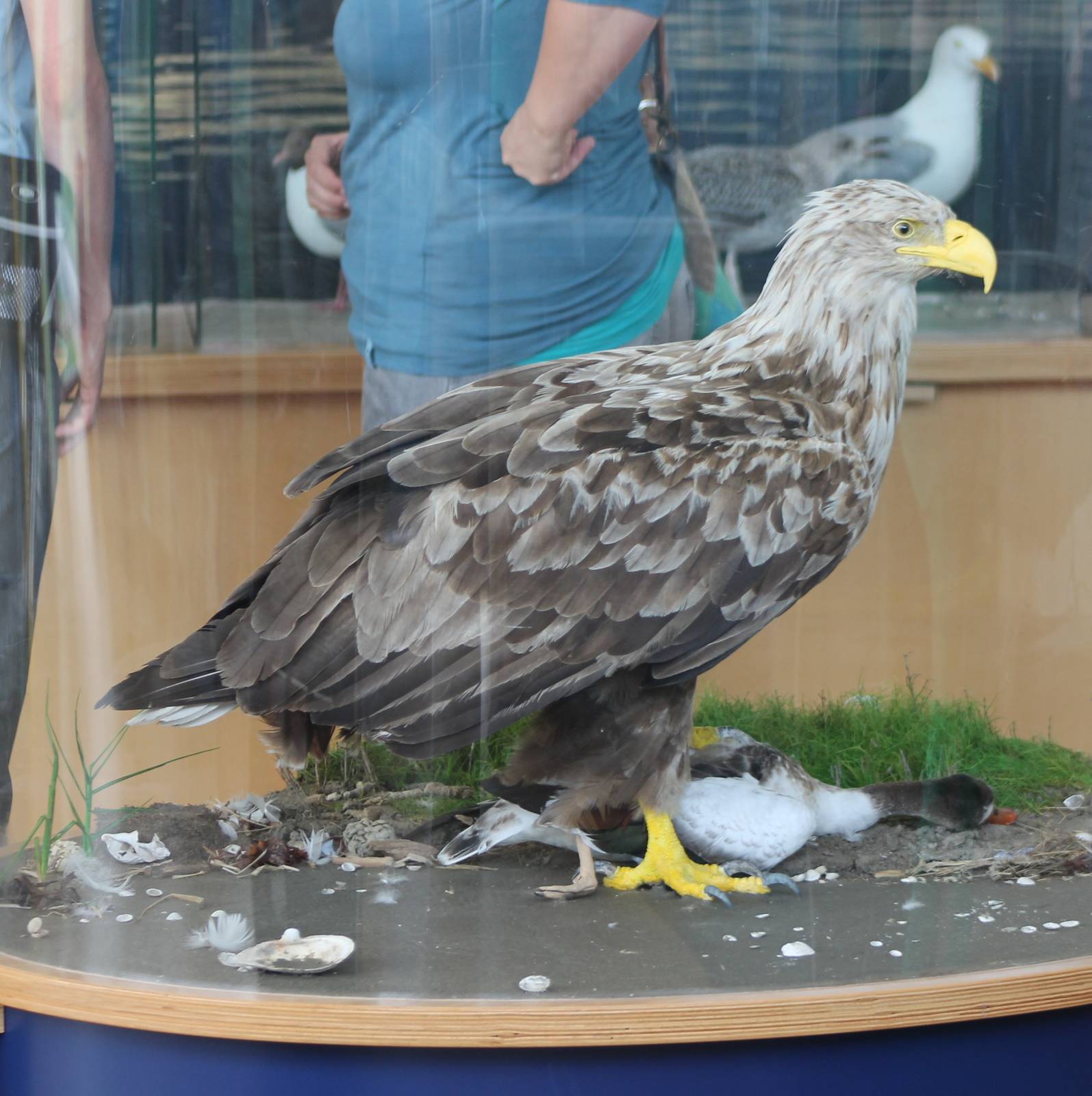 White-tailed sea-eagle