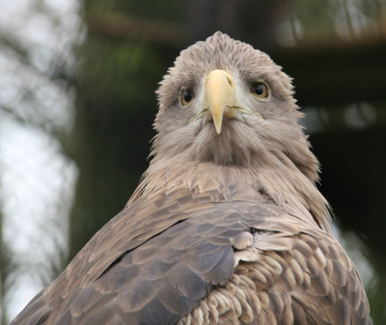 White-tailed Sea-eagle