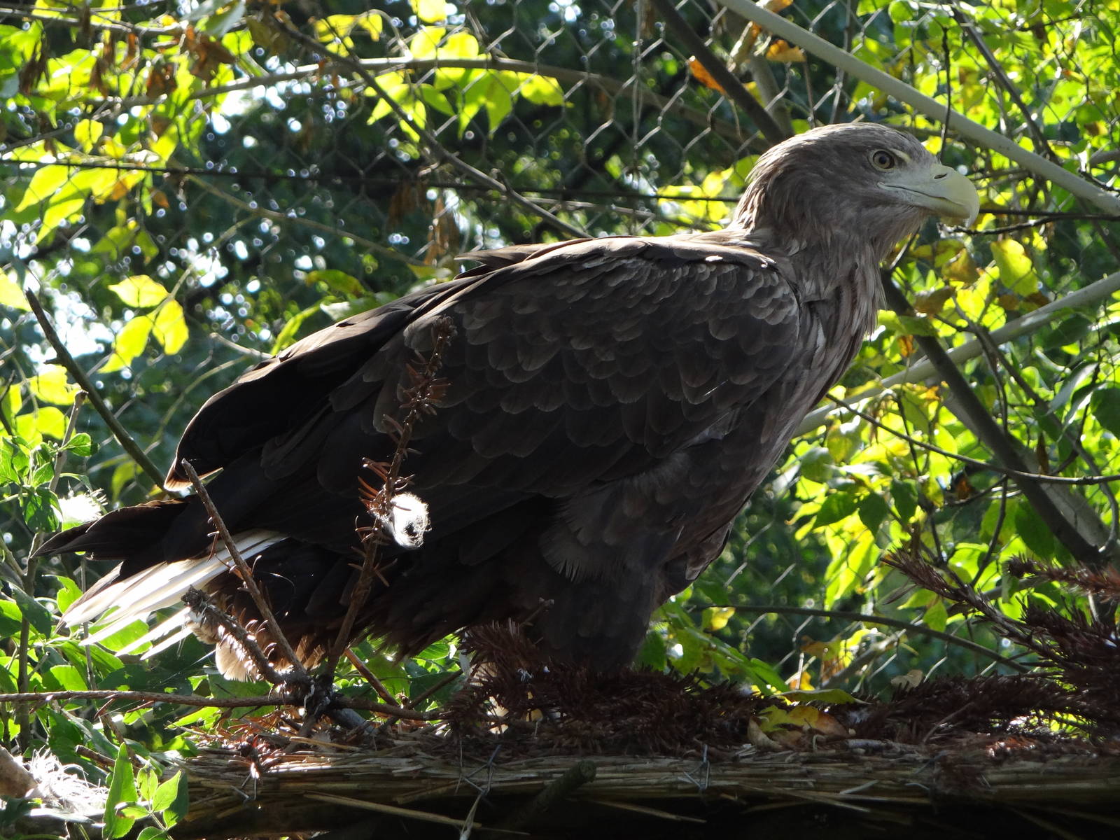 White-tailed Sea Eagle