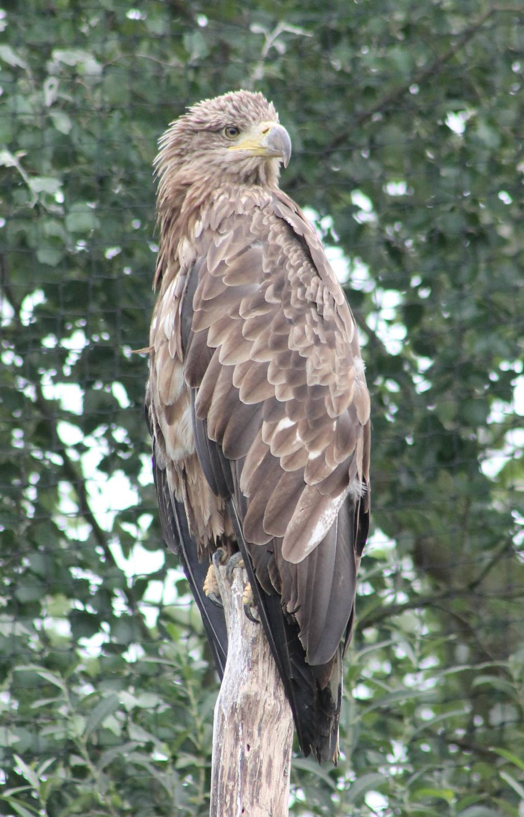 White-tailed sea-eagle