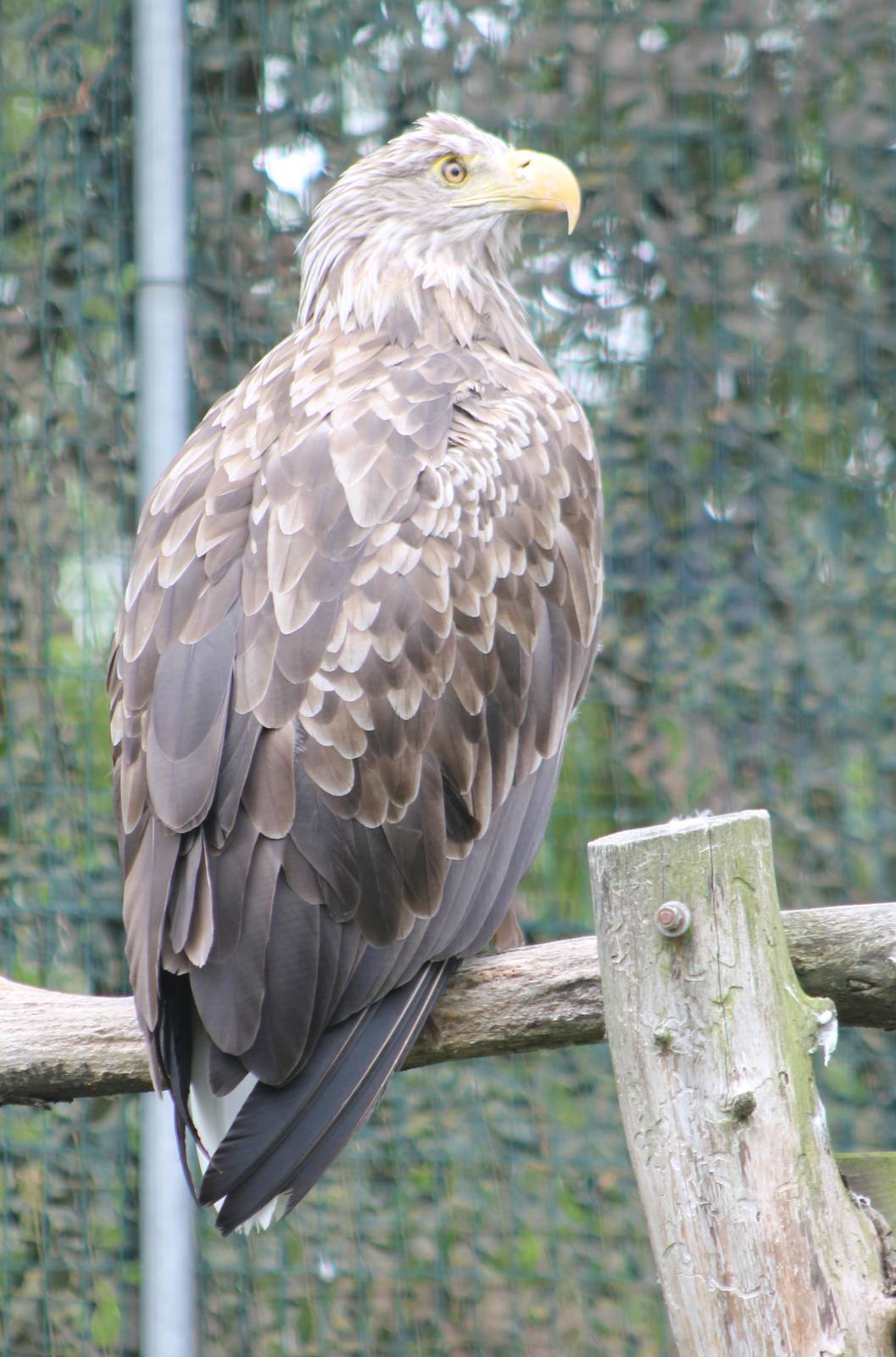White-tailed sea eagle