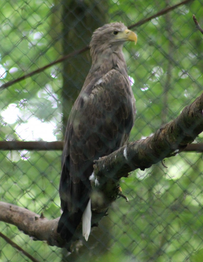 White-tailed sea-eagle