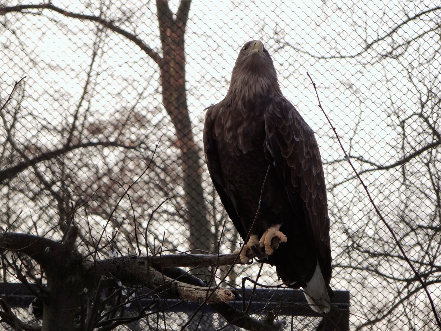 White-tailed Sea Eagle