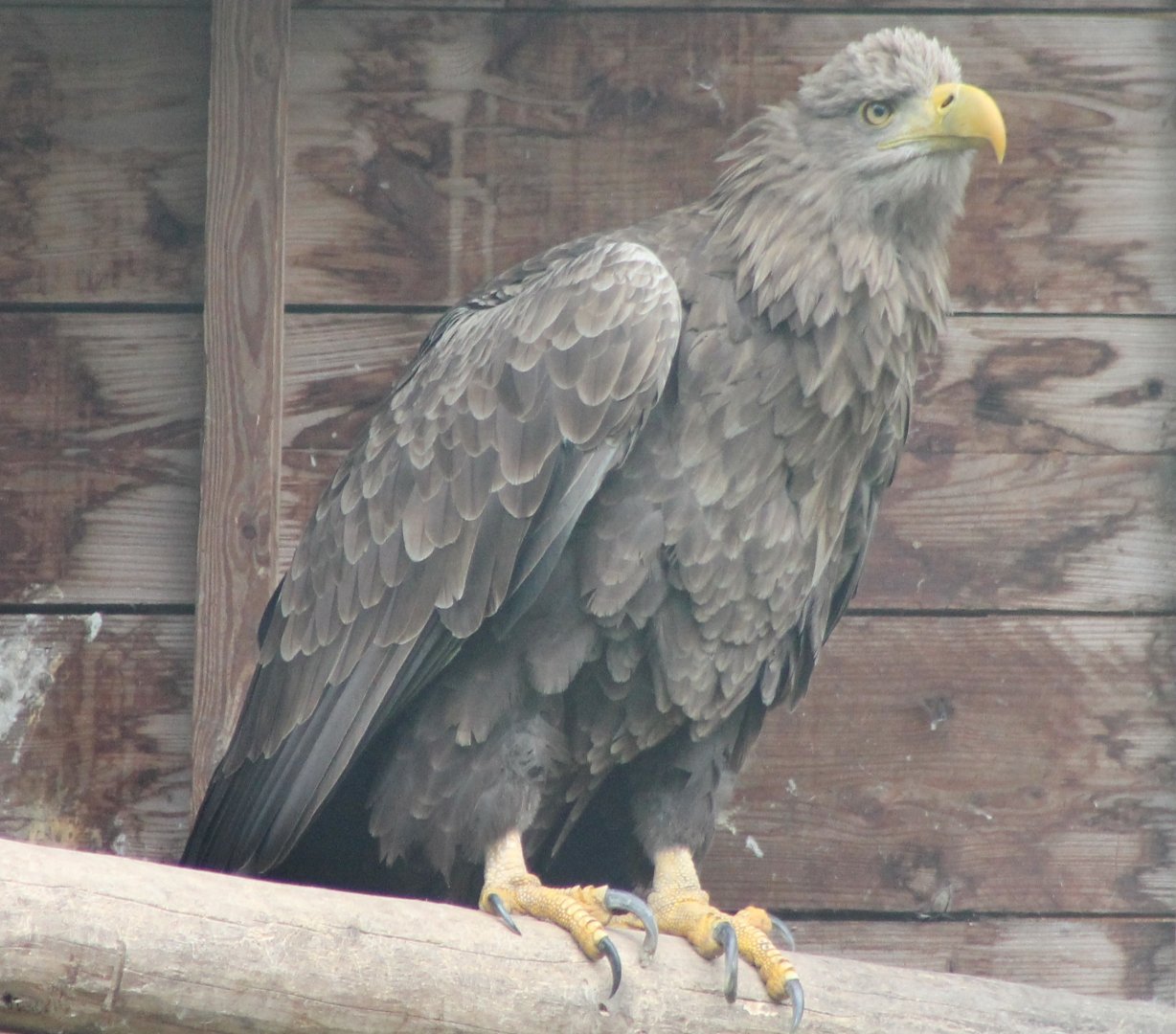 White-tailed sea-eagle