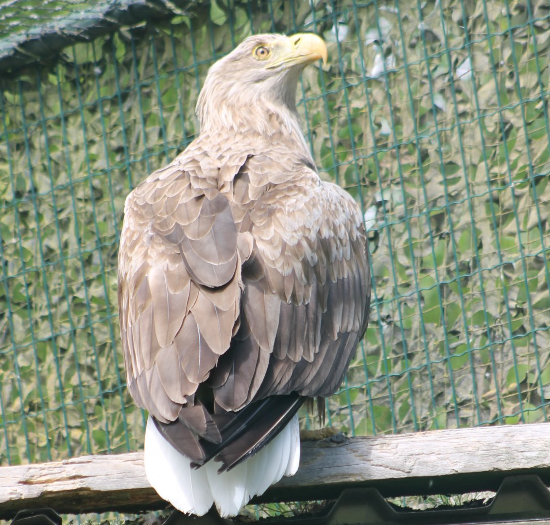 White-tailed sea-eagle