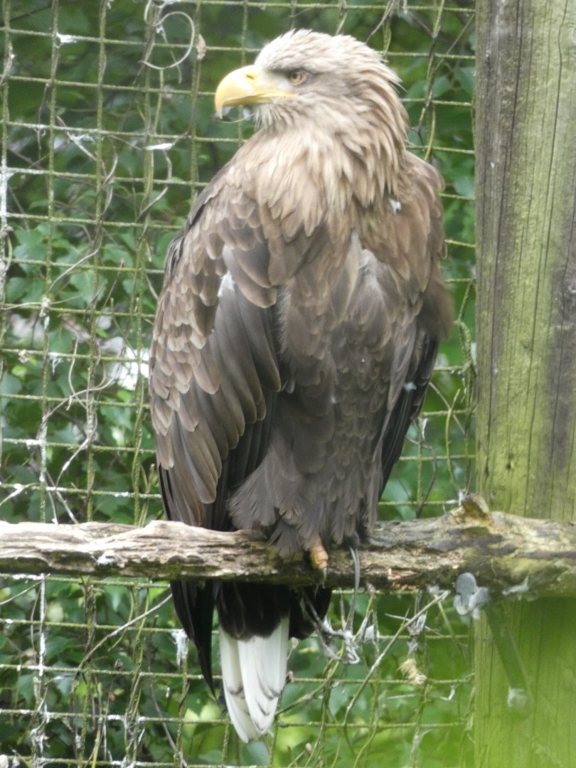 White-tailed Sea Eagle