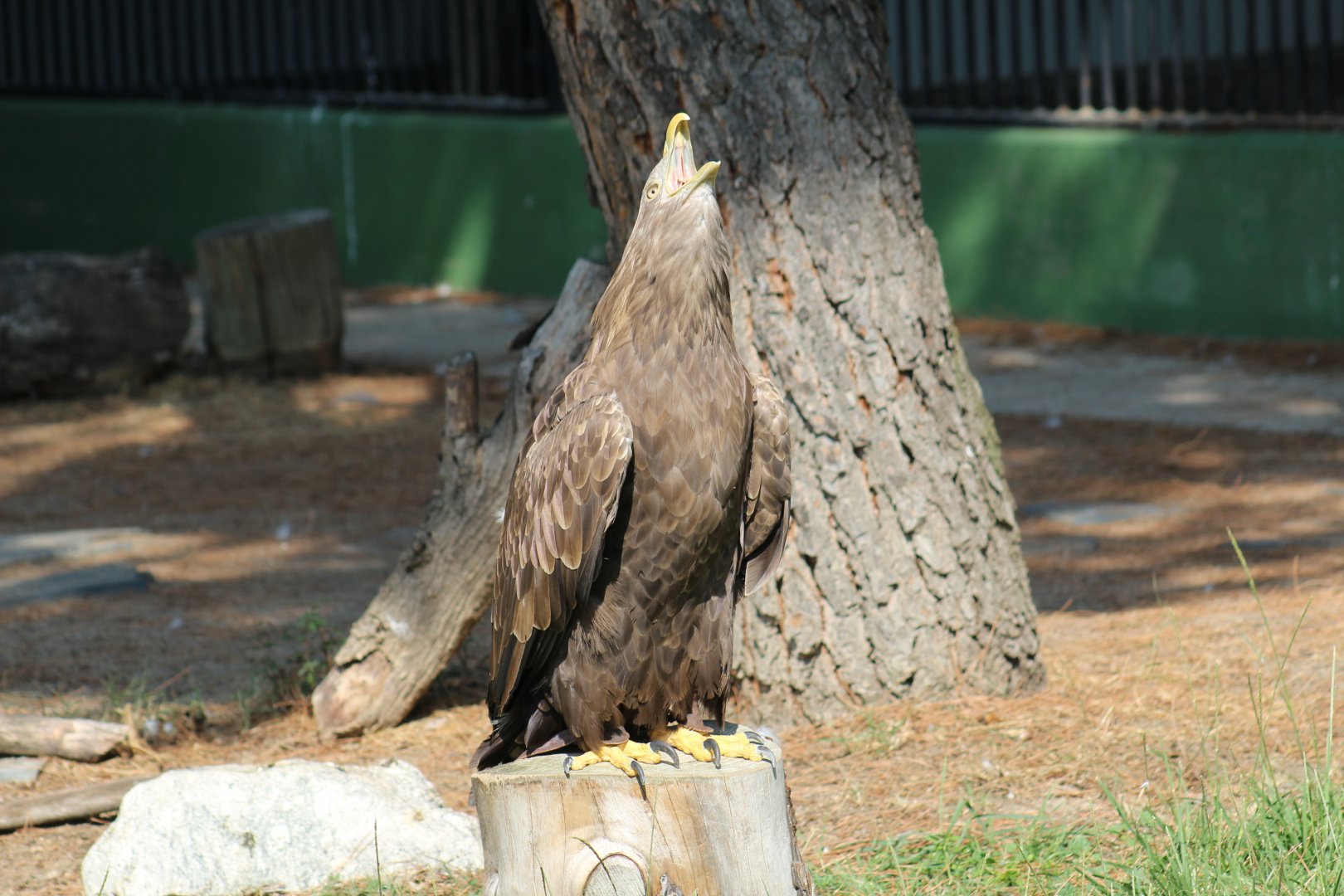 White-Tailed Sea Eagle