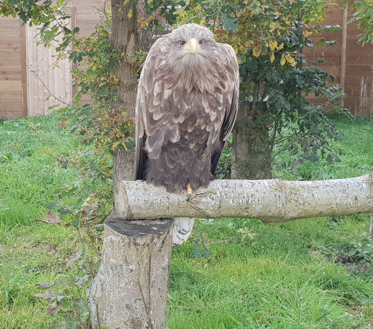 White-tailed sea-eagle