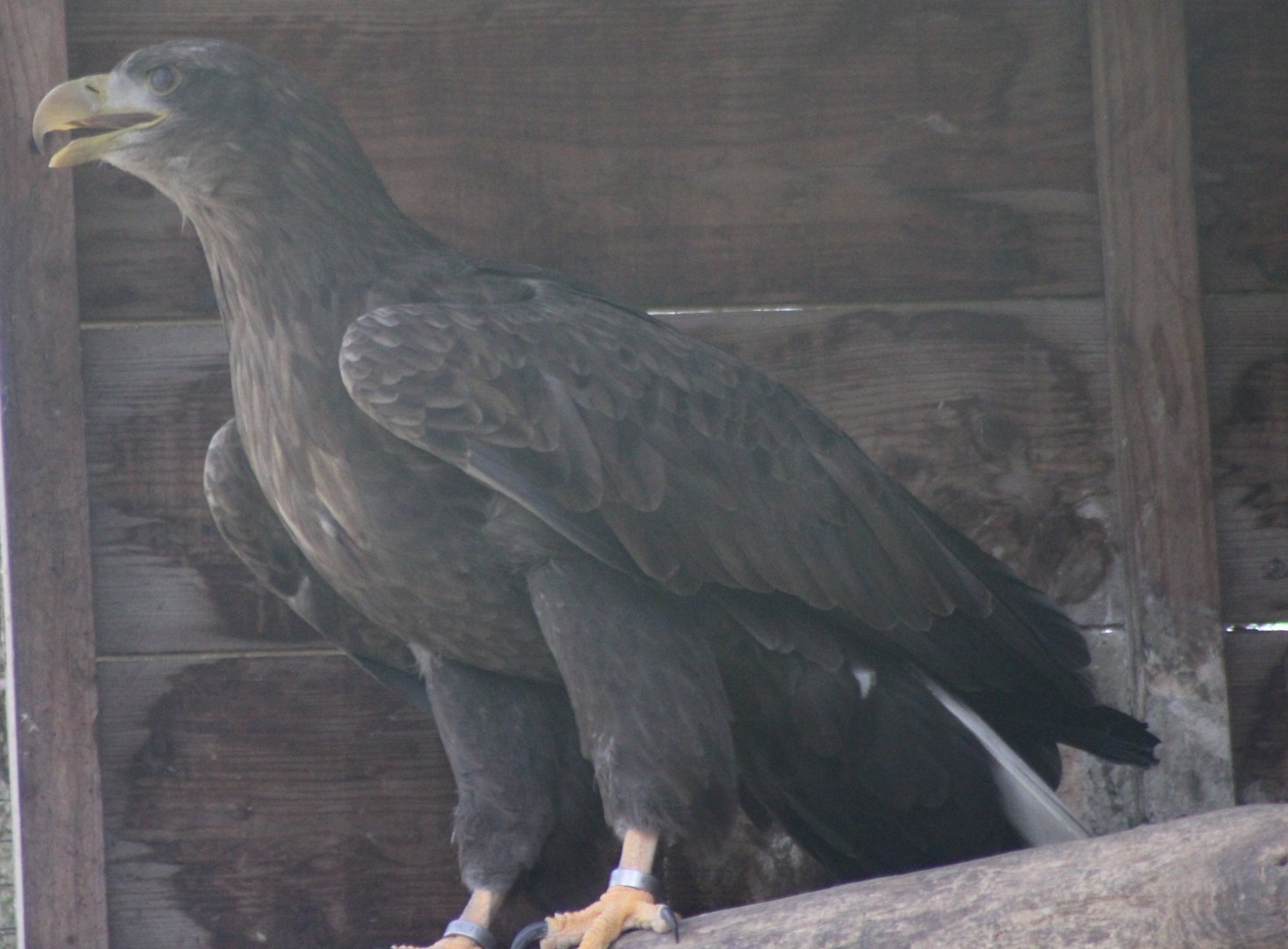 White-tailed sea-eagle