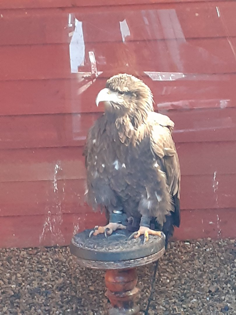 White tailed sea eagle