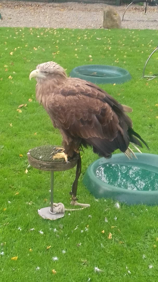 White tailed sea eagle
