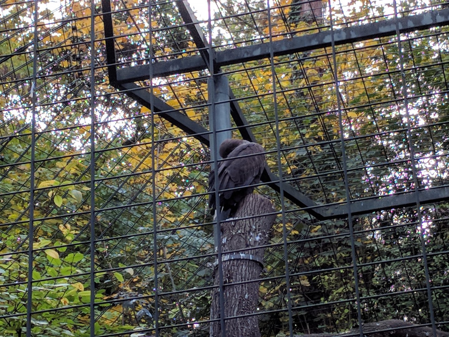White Tailed sea eagle
