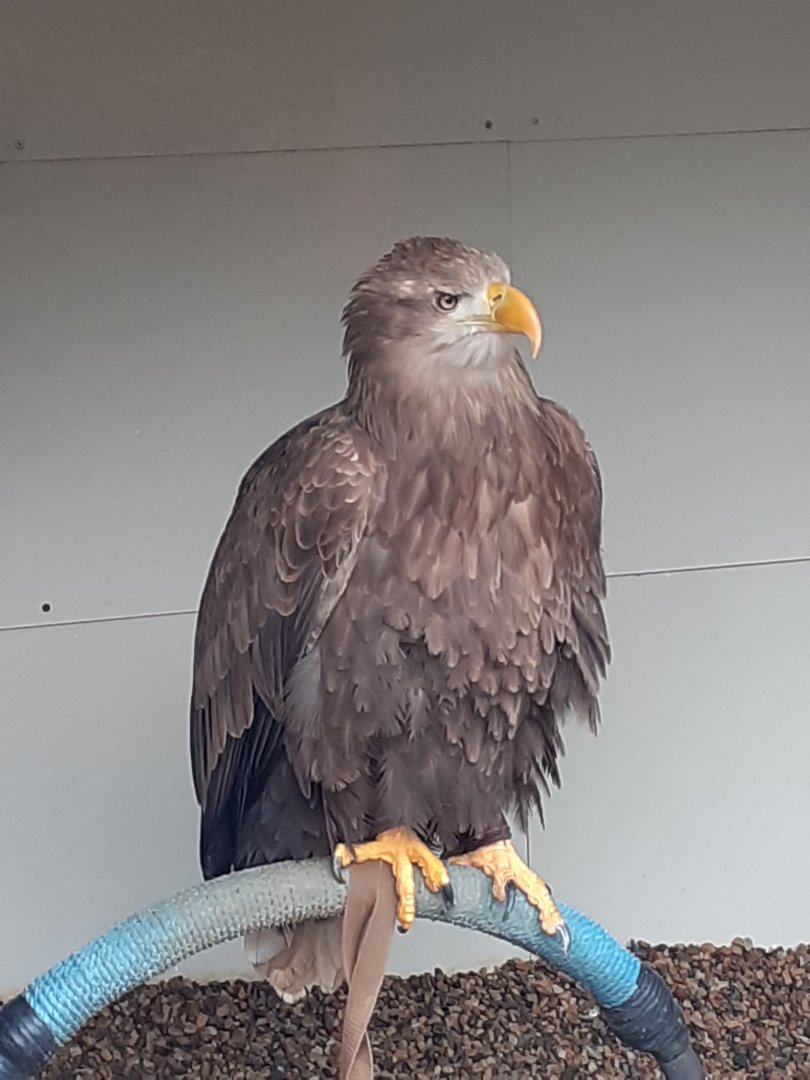 White tailed sea eagle