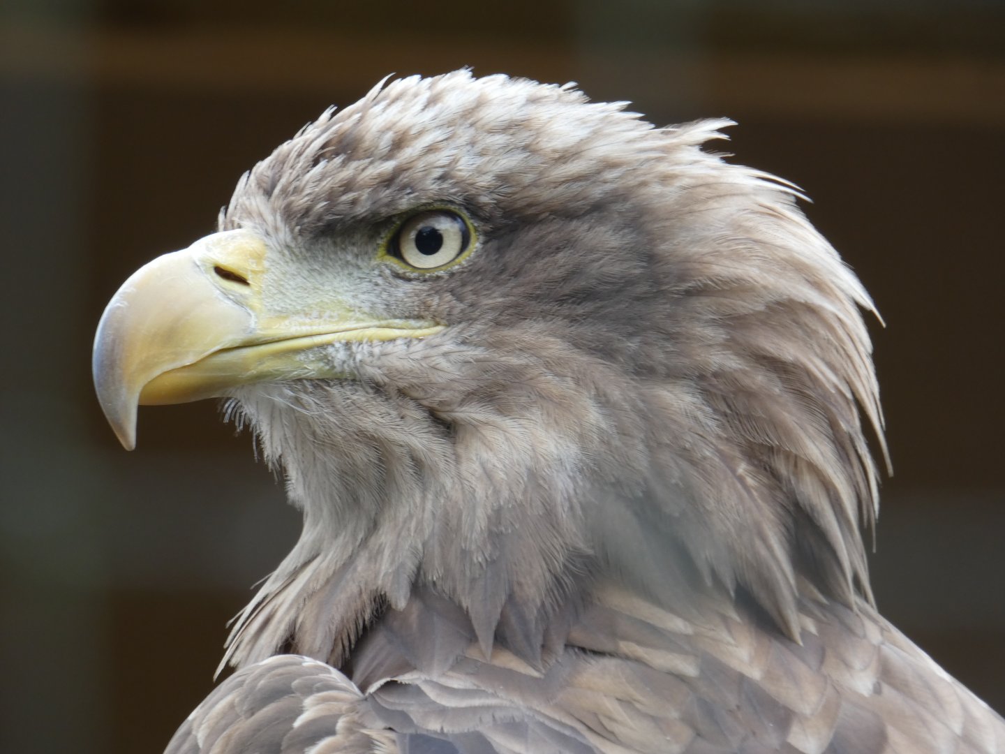 White-tailed sea eagle
