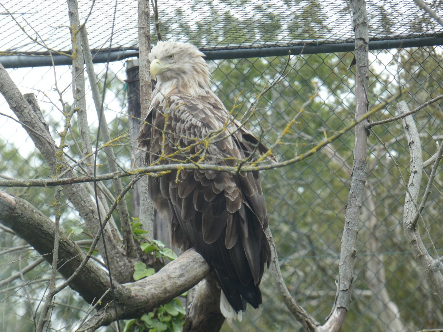 White-tailed sea eagle