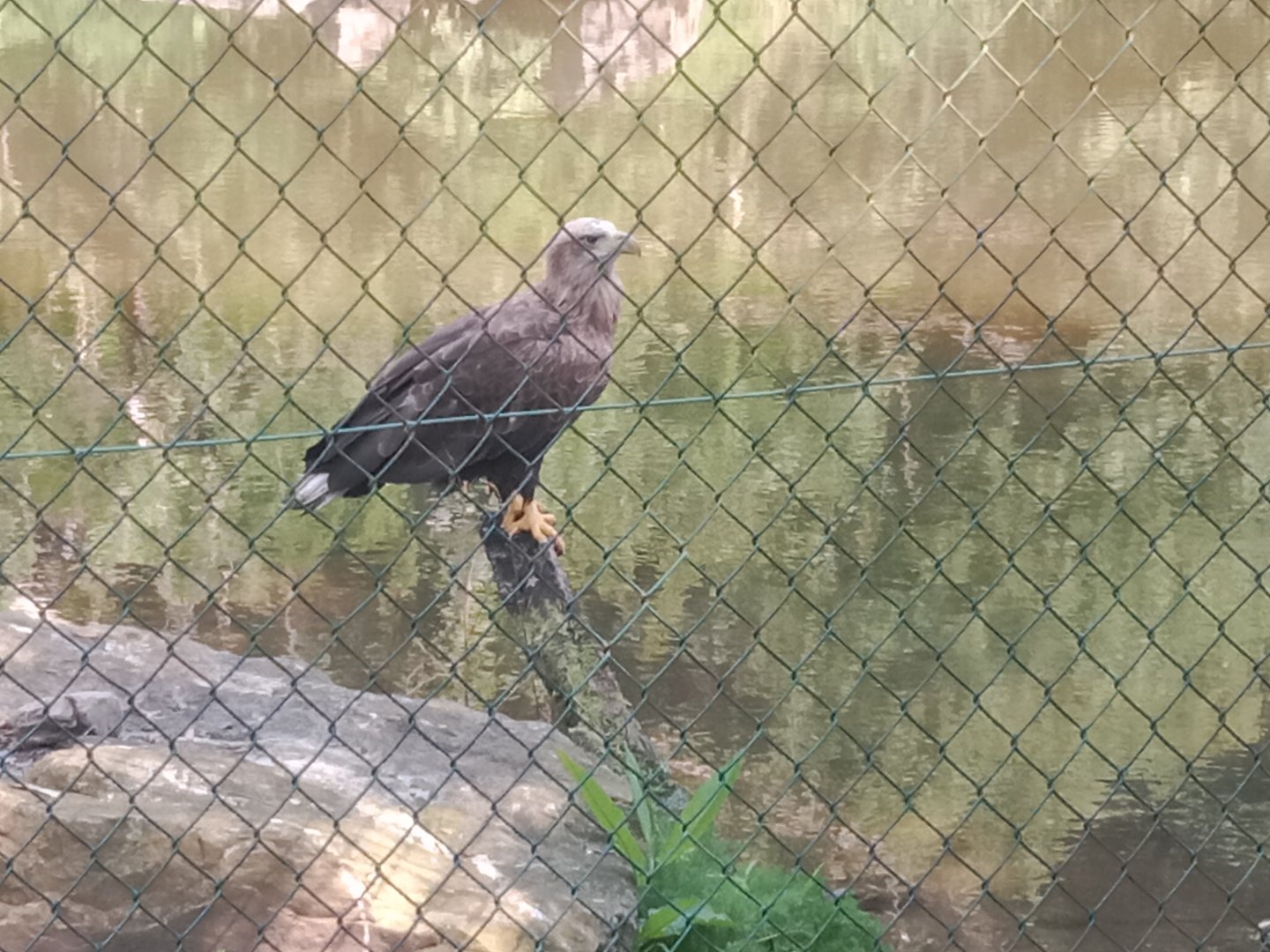White tailed sea eagle.