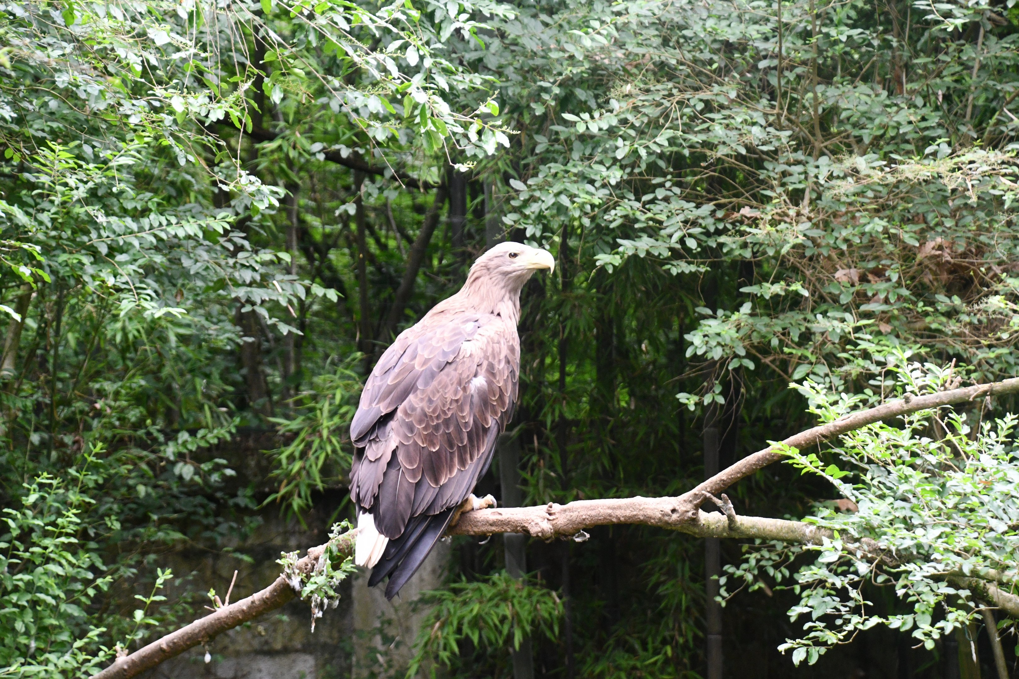 White-tailed Sea Eagle