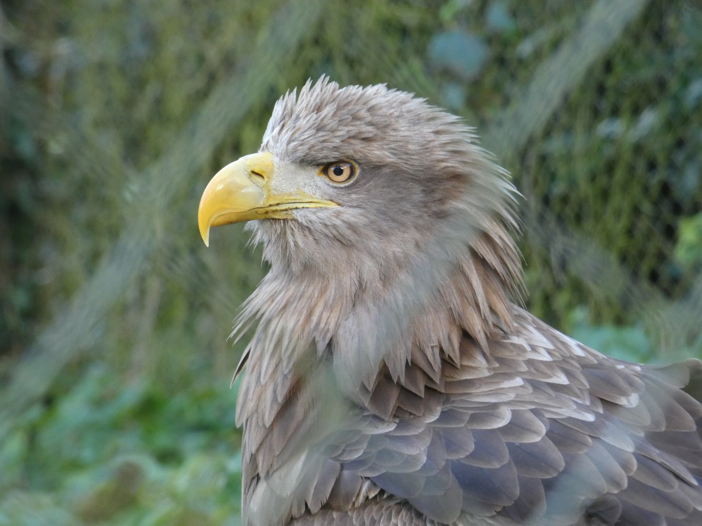 White-tailed sea eagle