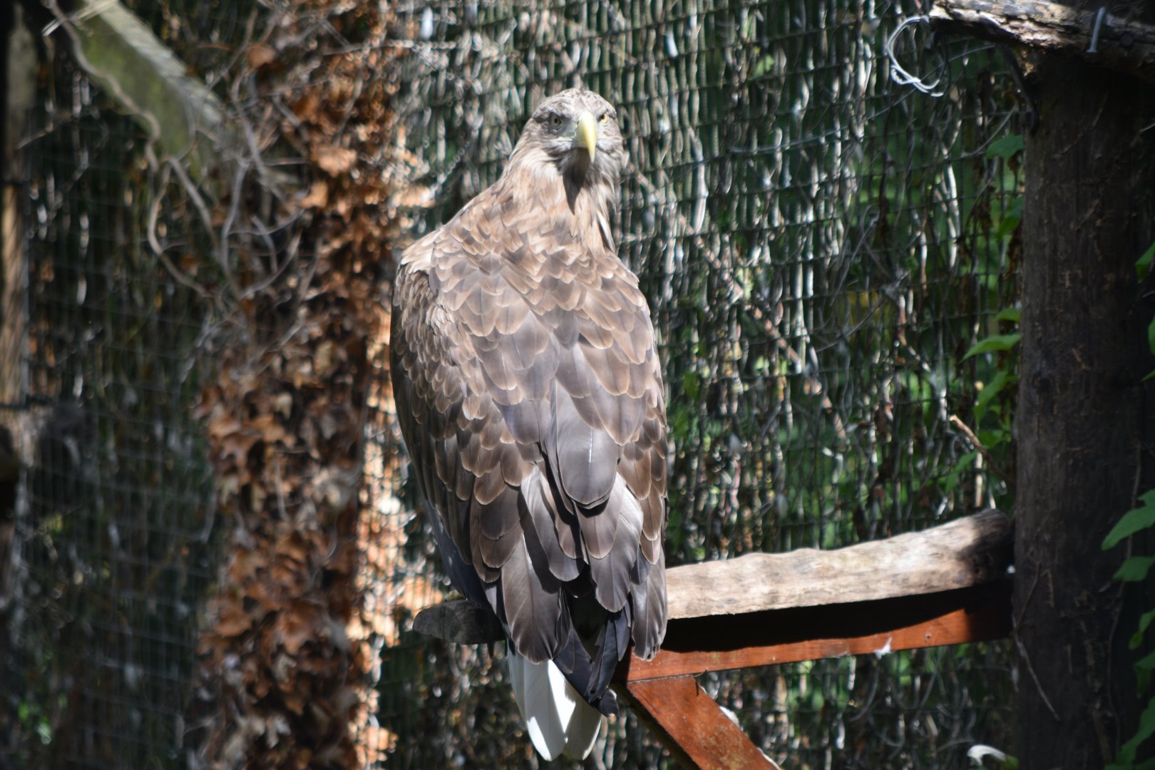 White-tailed sea eagle