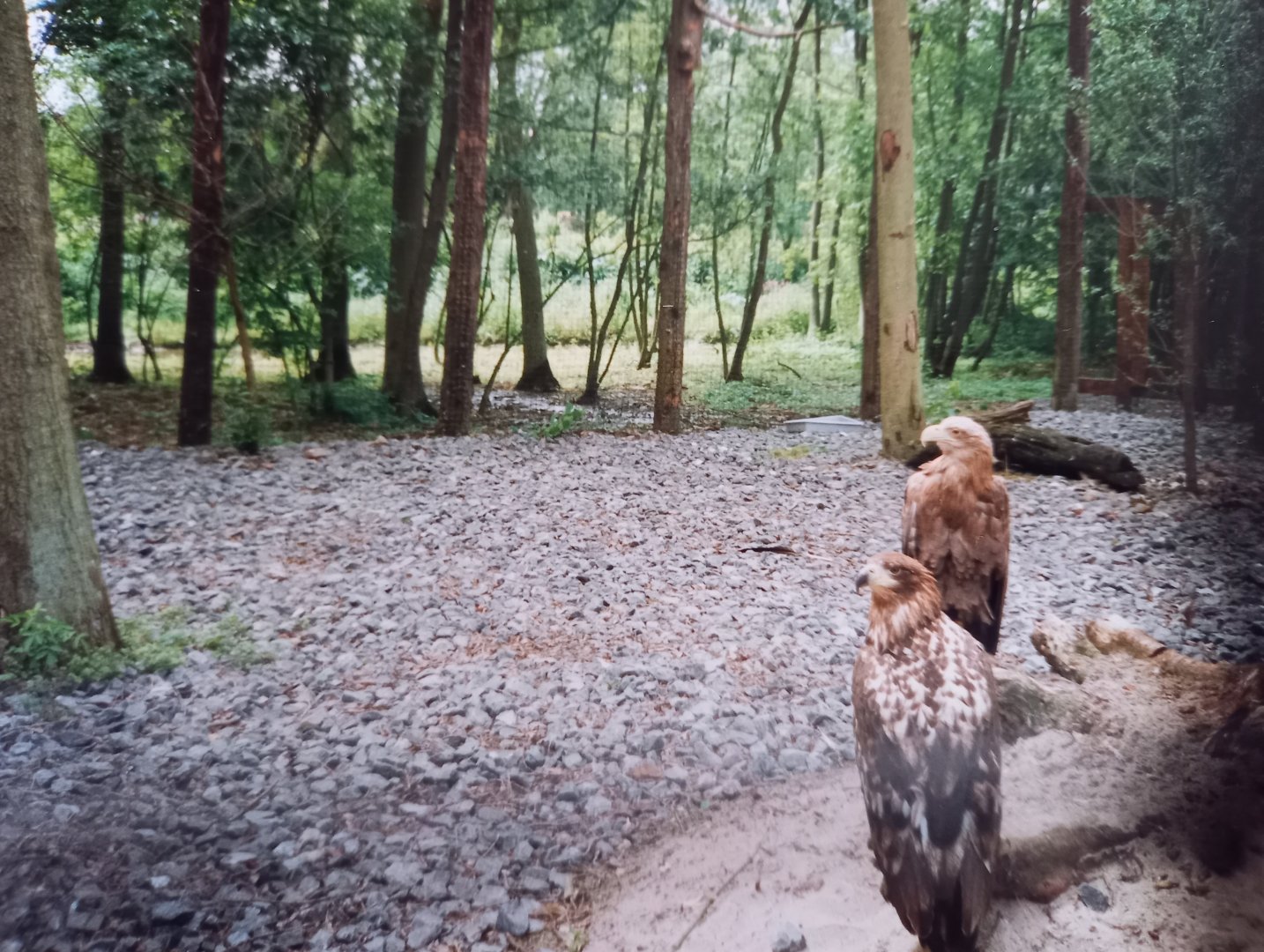 White-tailed sea-eagles - 1995