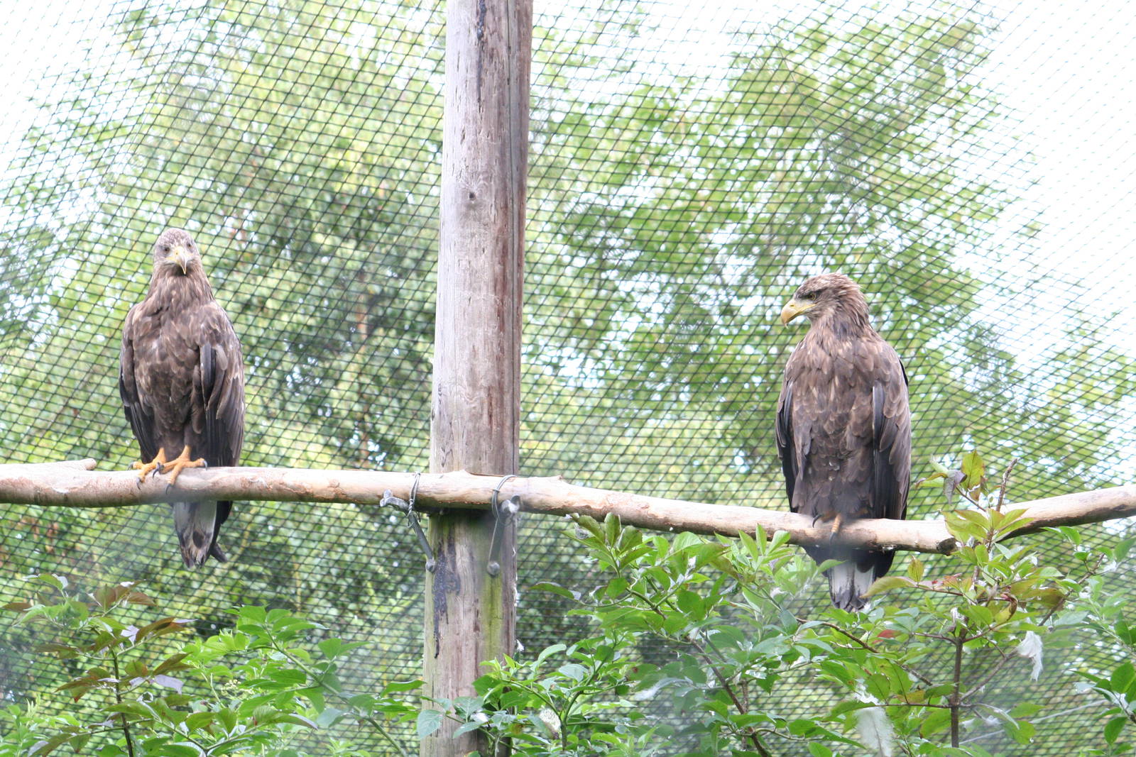 White-tailed sea eagles