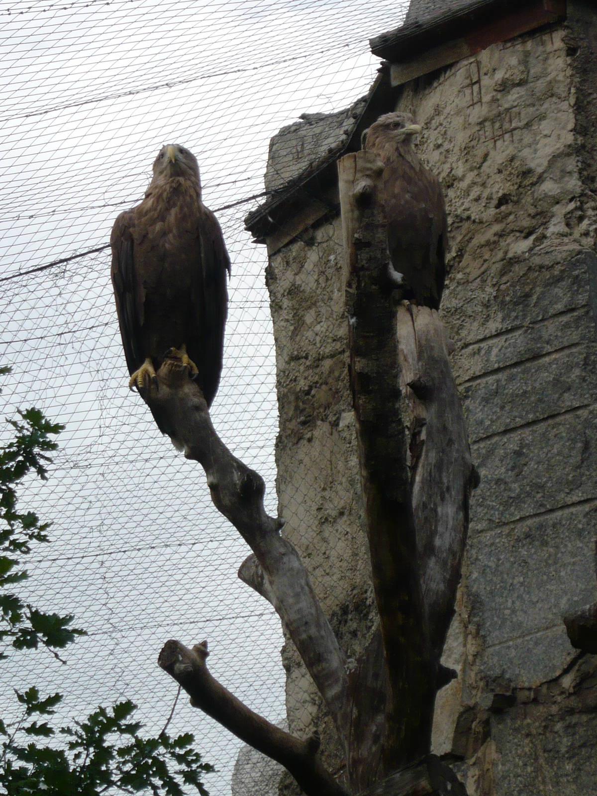 White-tailed sea eagles