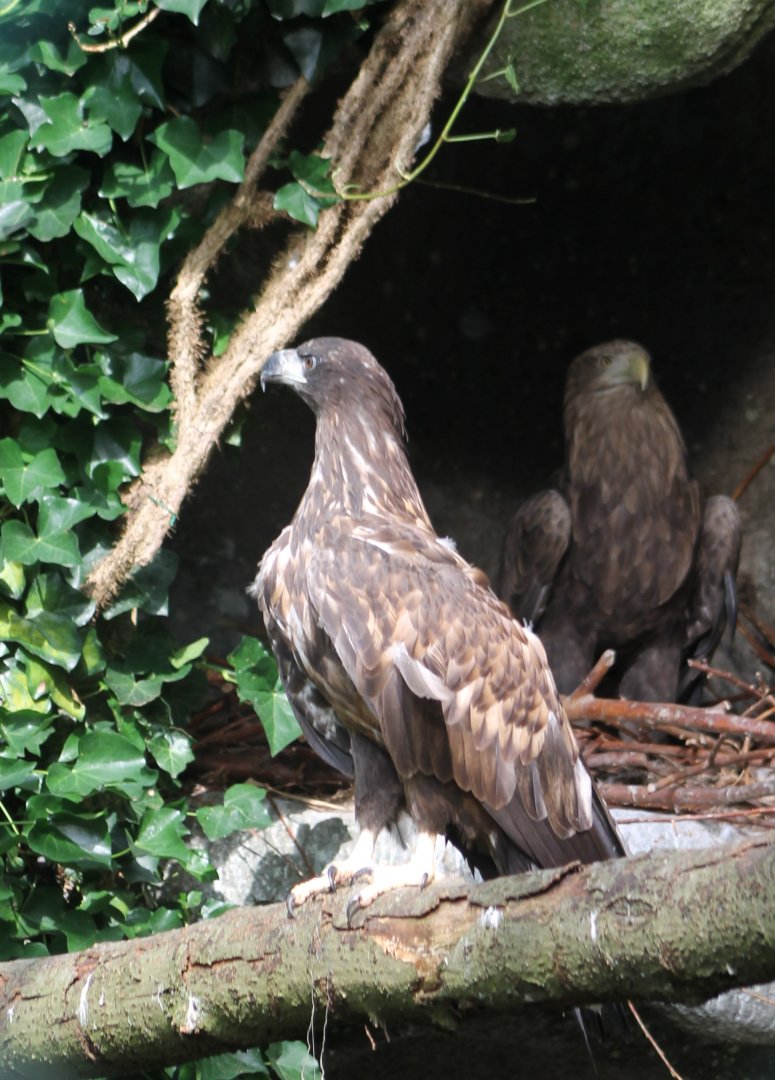 White-tailed sea-eagles