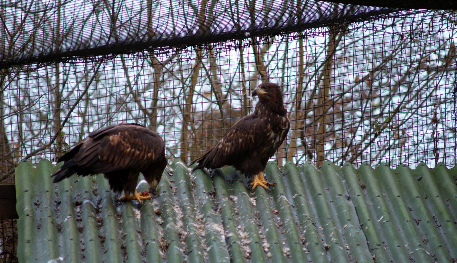 White tailed sea-eagles.