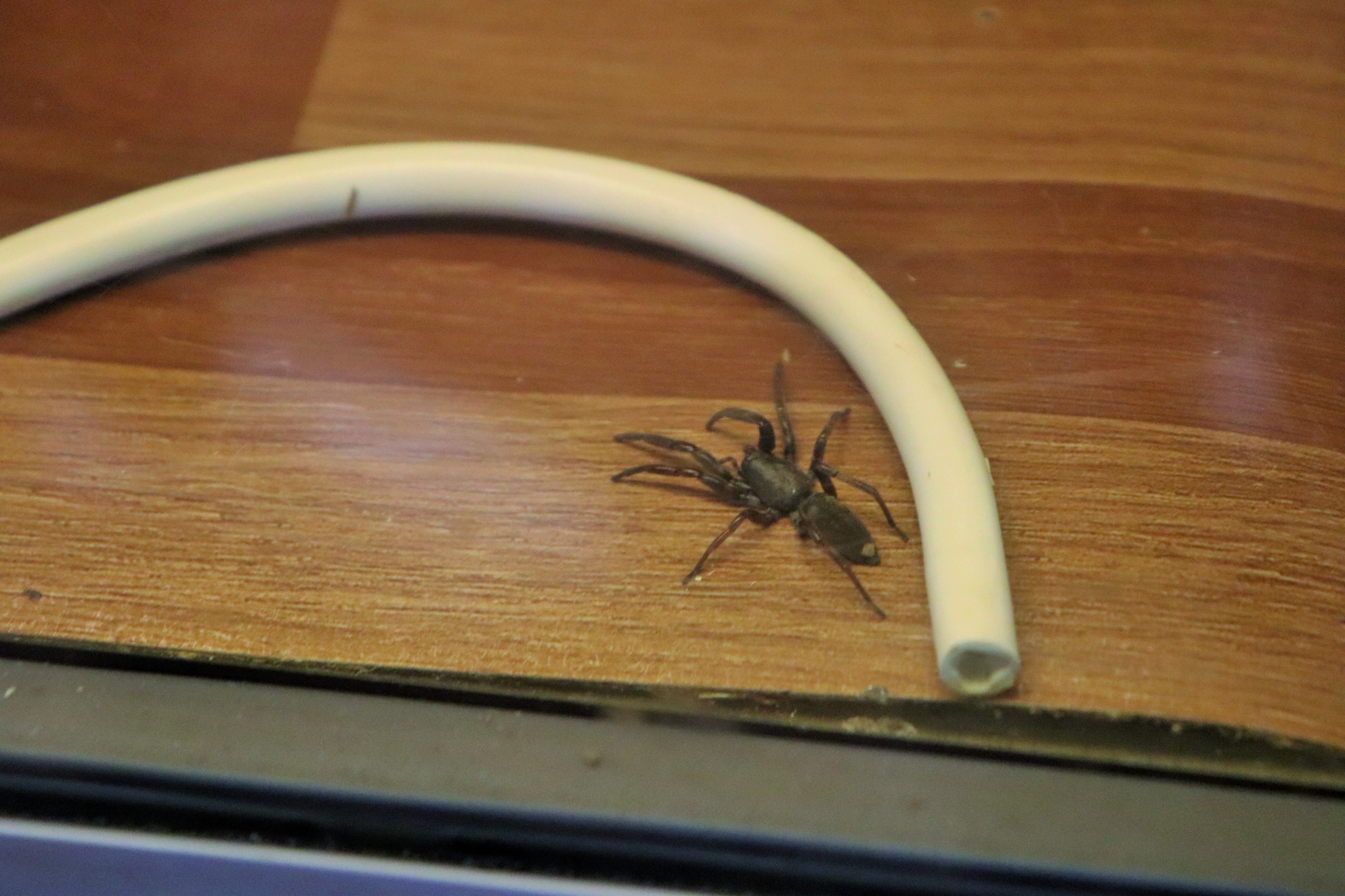 White-tailed Spider (Lampona sp.)