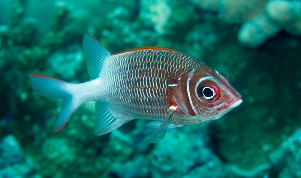 White-tailed Squirrelfish