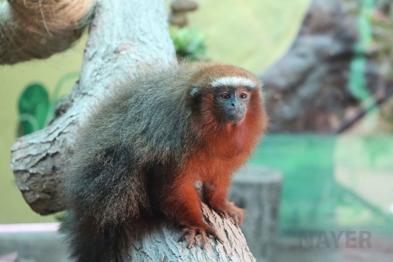 White-tailed titi, May 2016