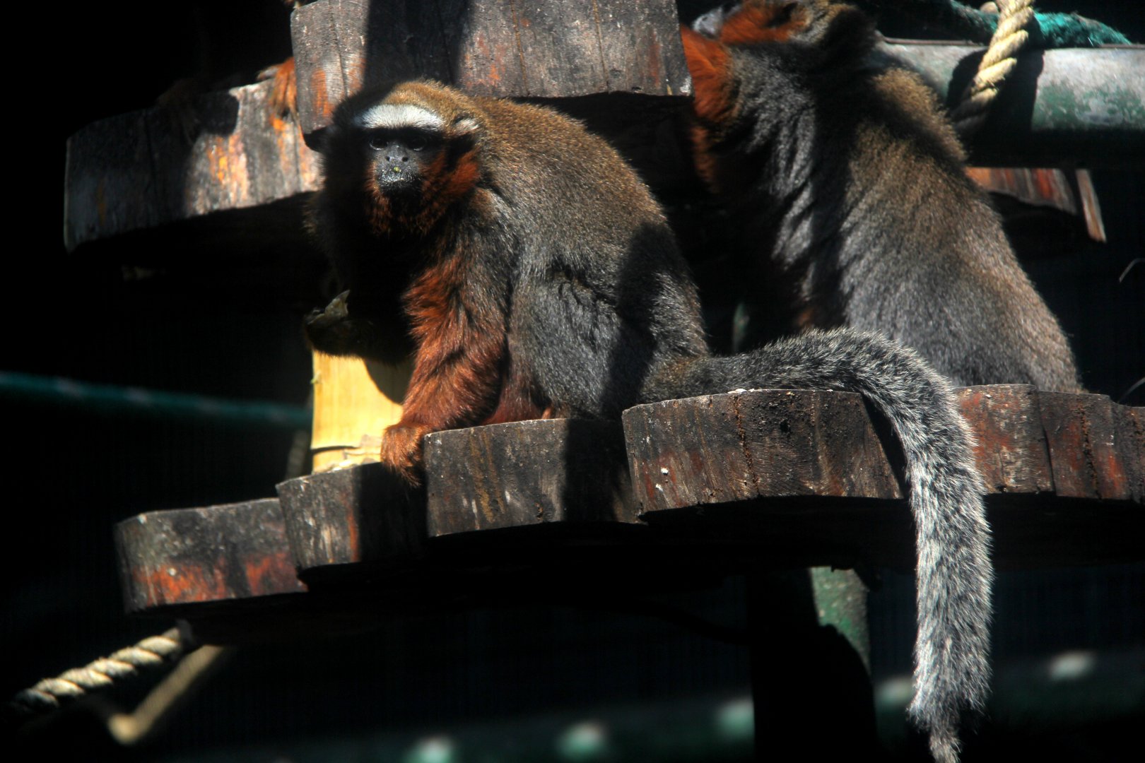 white-tailed titi (Plecturocebus discolor) aka (Callicebus discolor)