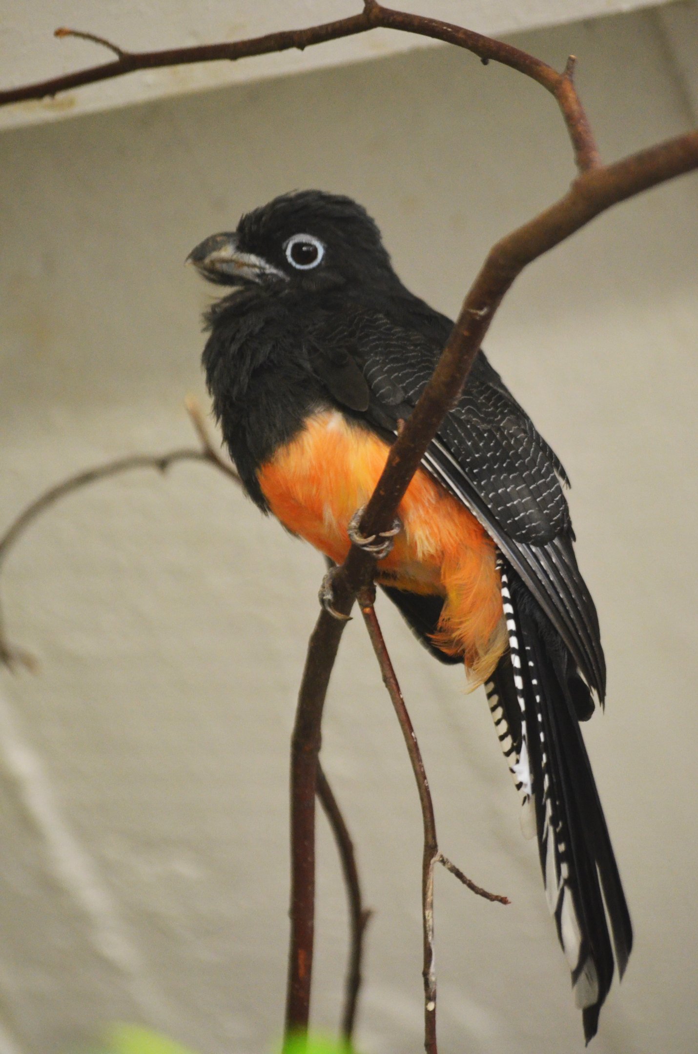 White-tailed Trogon at Wuppertal, 16/06/19