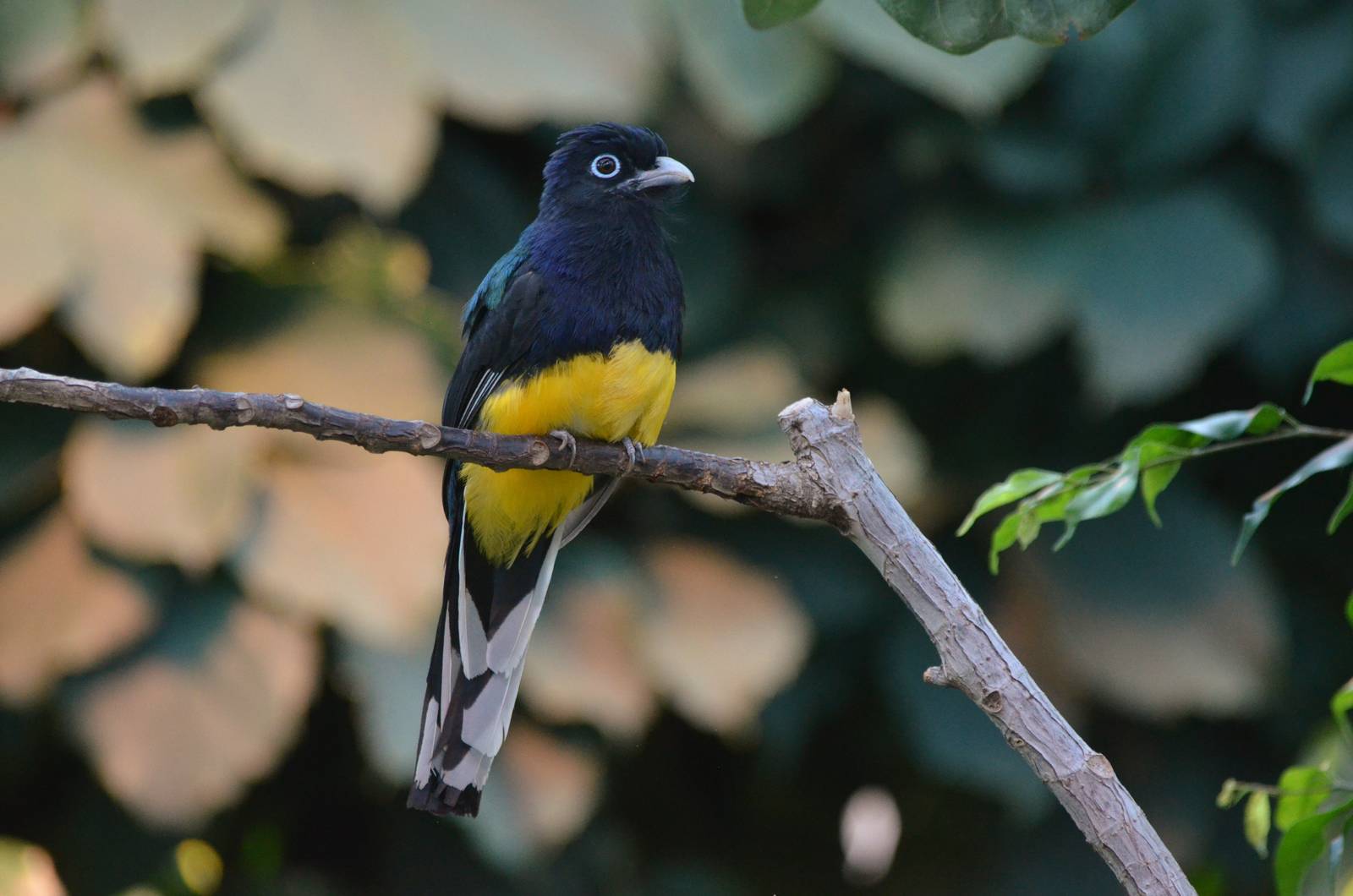 White-tailed Trogon at Zurich Zoo, 12/09/16