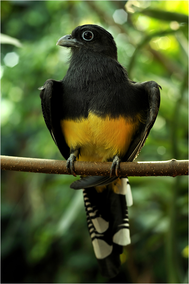 White-tailed Trogon at Zürich Zoo