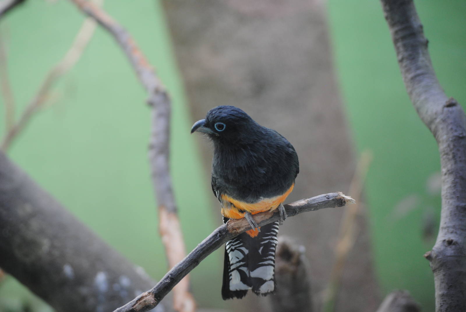 White-Tailed Trogon