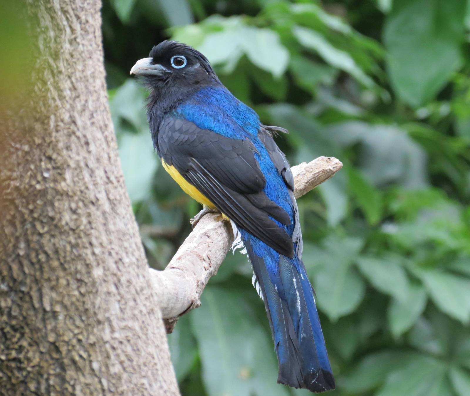 White-tailed Trogon