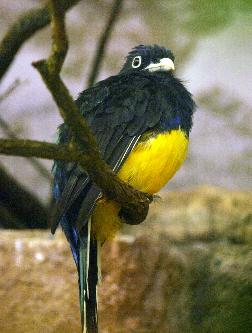 White-tailed trogon