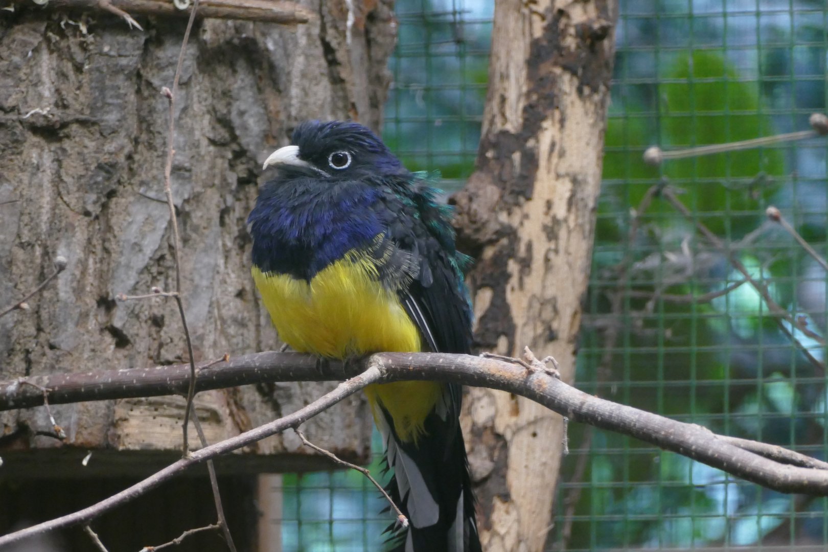 White-tailed Trogon