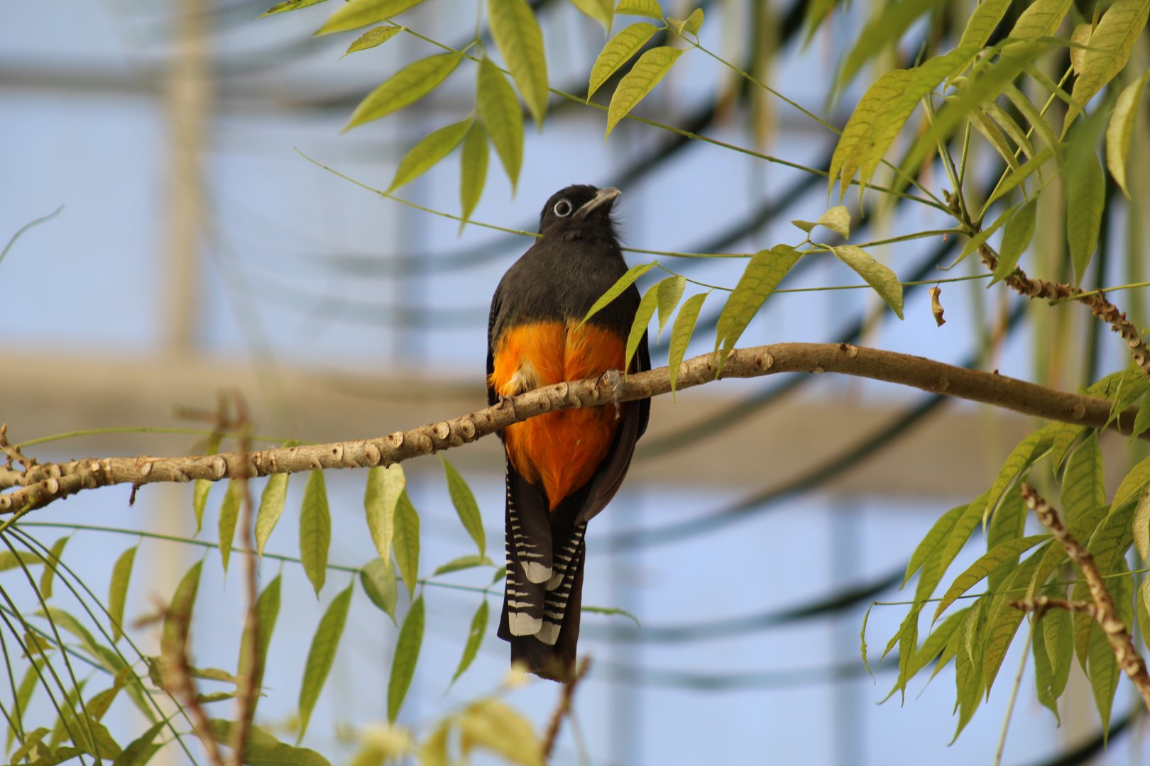White-Tailed Trogon