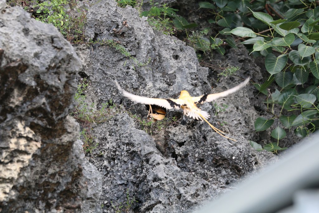 White-tailed Tropicbird arriving at nest site